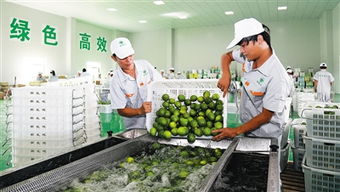 琼海果蔬直供北京 解决首都冬季吃菜难等问题