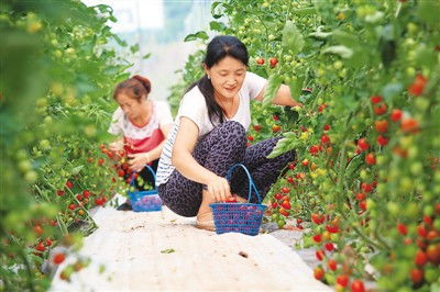 台湾特色果蔬基地培育新品种